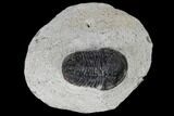 Bargain, Gerastos Trilobite Fossil - Morocco #119002-1